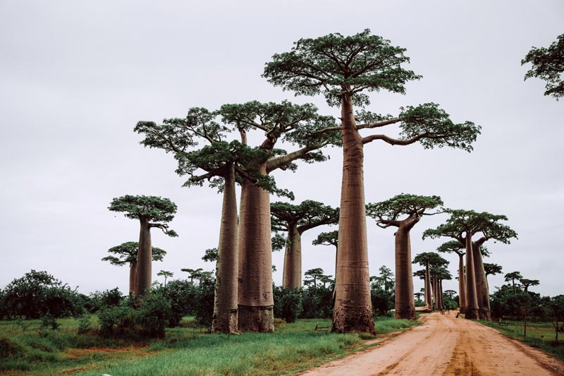 Baobab Madagascar. K'Osez, centre de langues à Saint-Pierre de la Réunion. Apprentissage de l'anglais, l'espagnol, l'allemand, le portugais, l’italien, le créole, le malgache et la LSF à en présentiel ou en visio. K'Osez propose des formations certifiantes, des cours individuels et collectifs, des ateliers et stages enfants et adolescents, des immersions linguistiques selon la philosophie Blossom, méthode d'apprentissage à base de psychologie positive